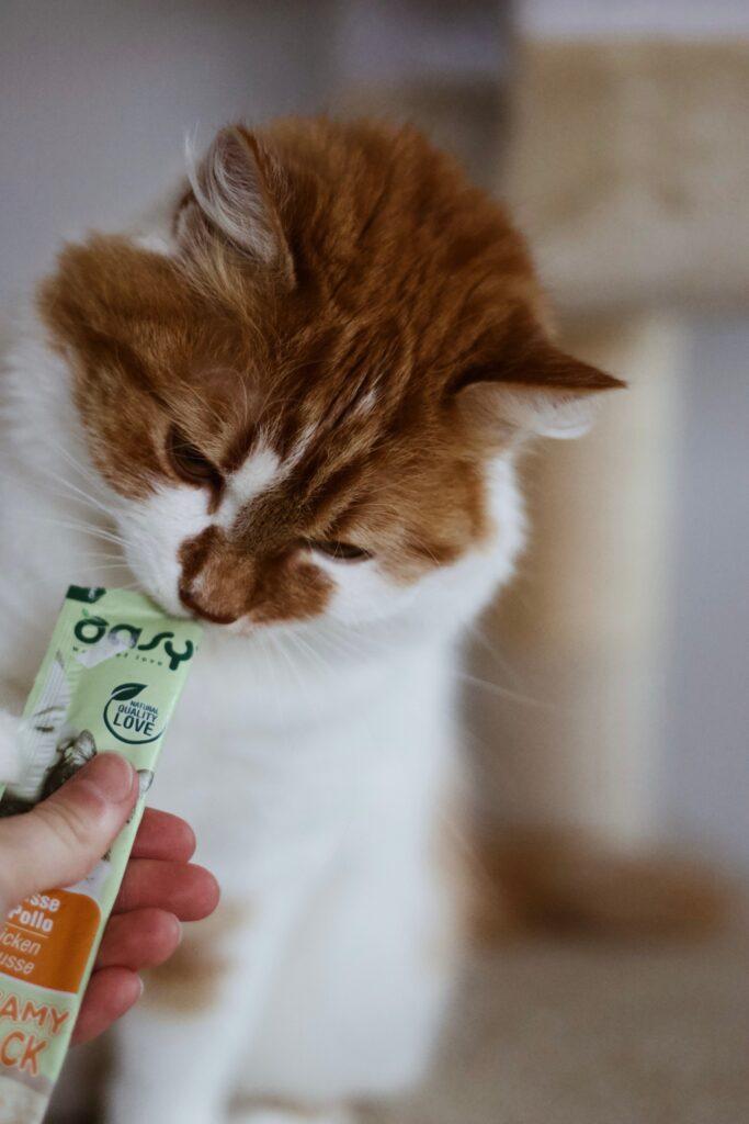 Biało-ruda kotka Beti jedząca pastę OASY podczas sesji zdjęciowej.