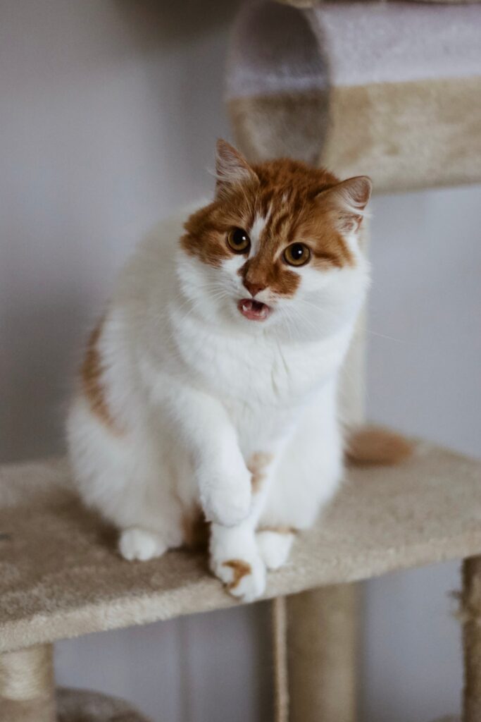 Biało-ruda kotka Beti z otwartym pyszczkiem pozuje do zdjęcia.