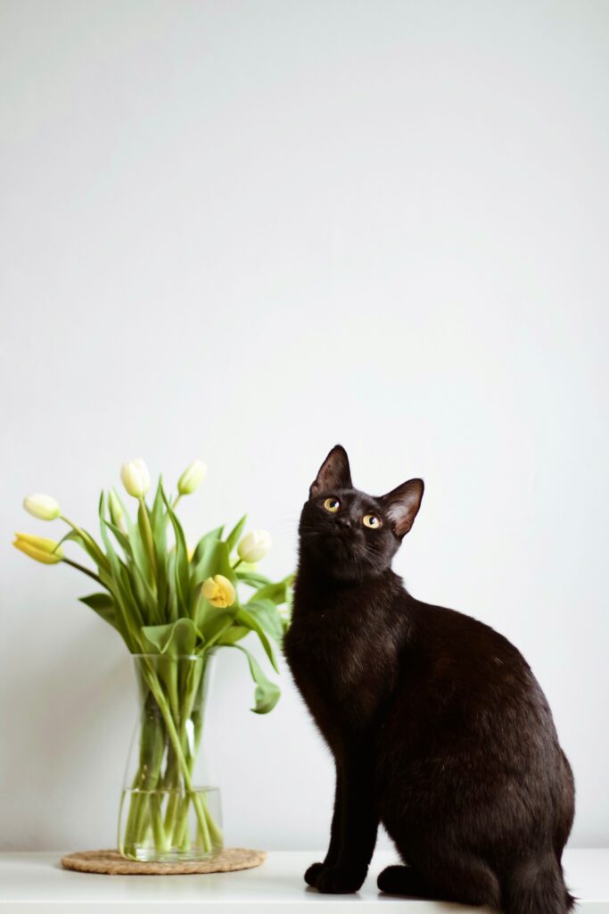 Czarna kotka Betelgeza pozująca do zdjęcia przy tulipanach w wazonie.Tulipany są białe i żółte.