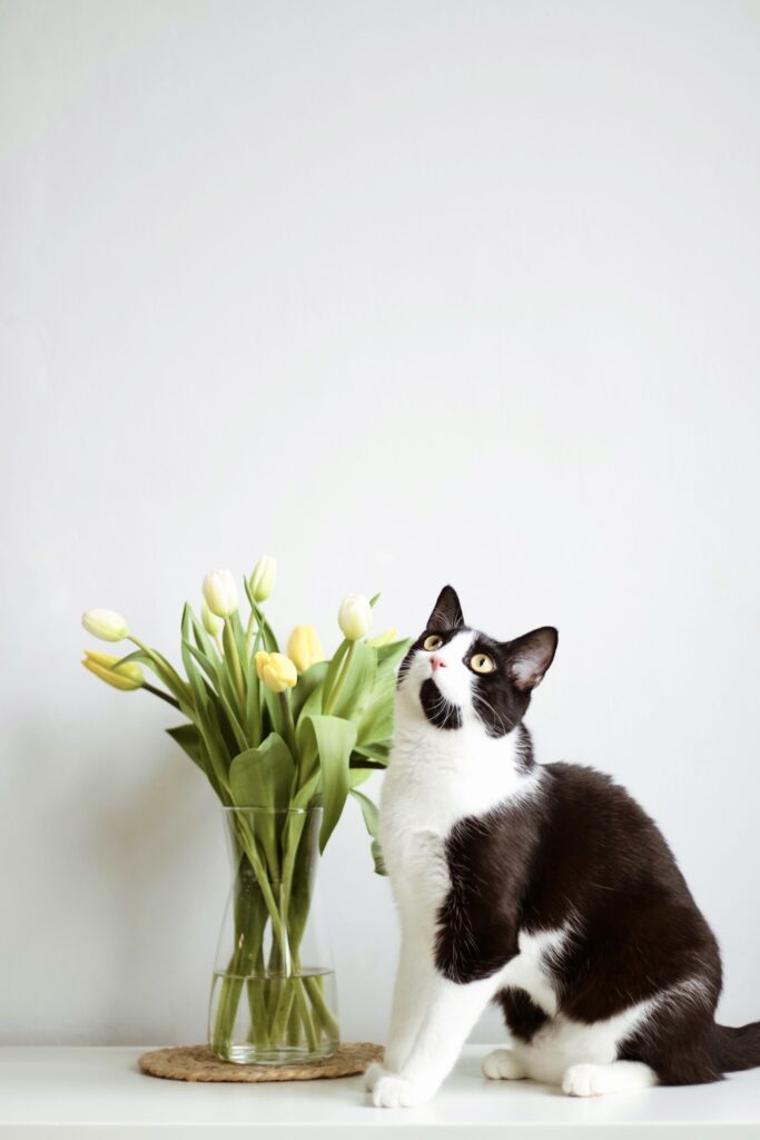 Czarno-biała kotka Saphira pozująca przy żółtych i białych tulipanach w wazonie.