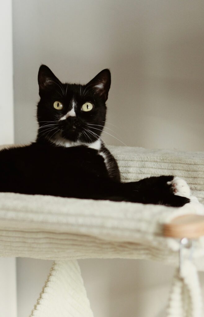 Czarno-biała kotka Chloe siedzi na drapaku i pozuje do zdjęcia.
