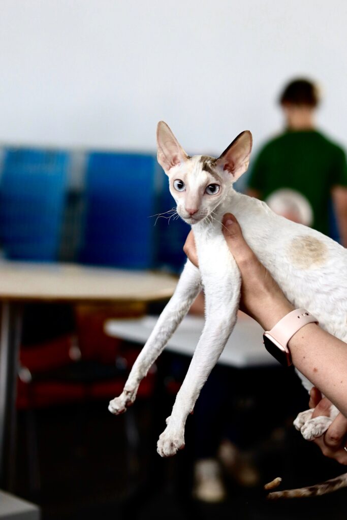 Kot rasy Cornish Rex podczas oceniania przez sędziów na wystawie w Warszawie.