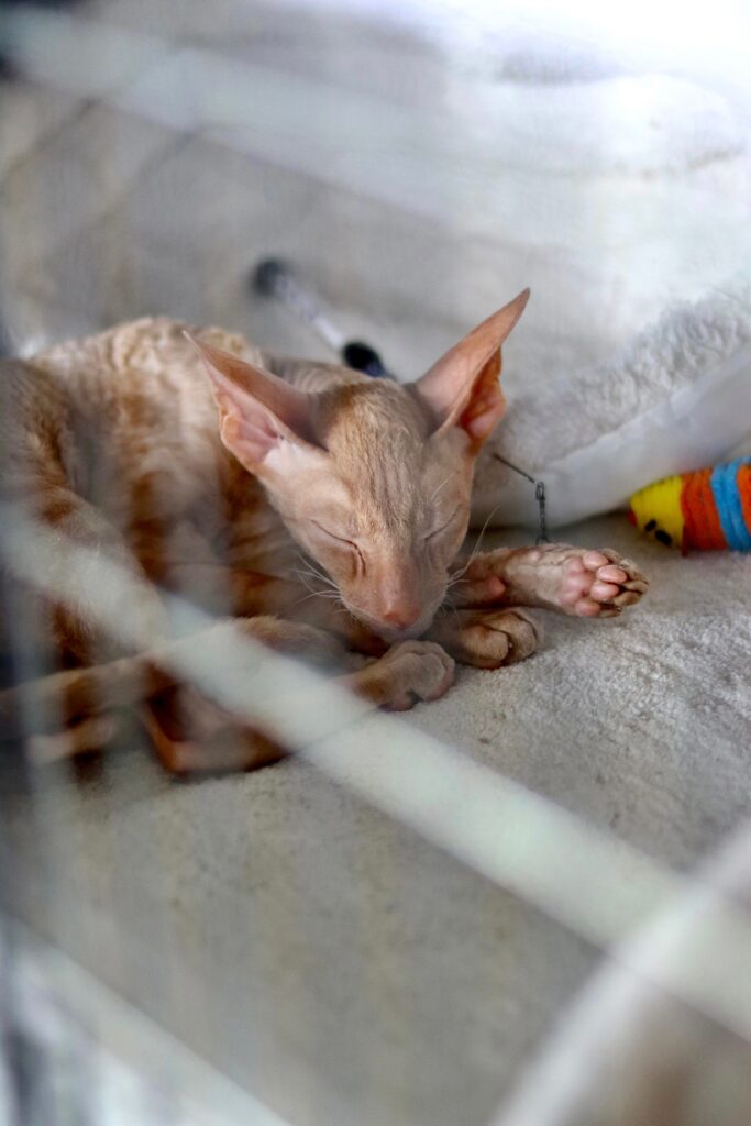 Kot rasy Cornish Rex podczas wystawy.
