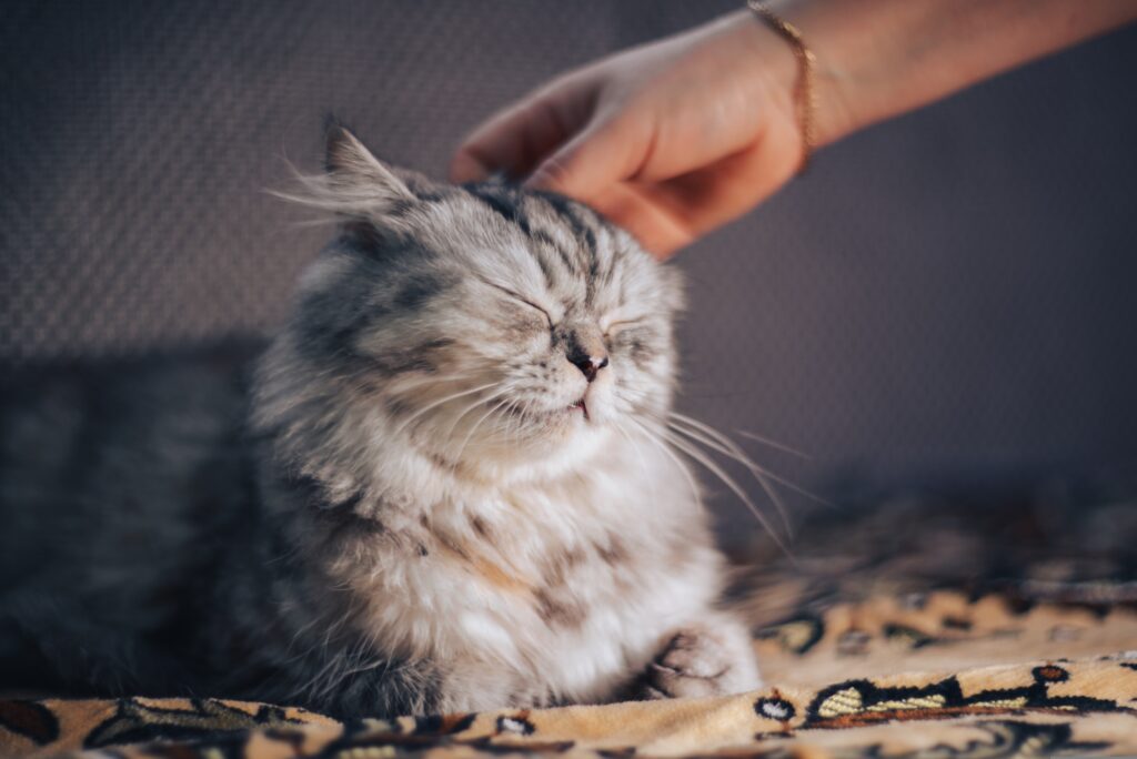 Głaskany kot. Obraz z Pixabay.
