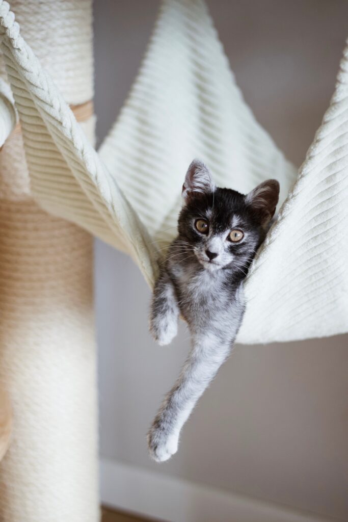 Felinoterapia - kocia terapeutka Kotka Kasjopeja leżąca w hamaku na drapaku RUFI.