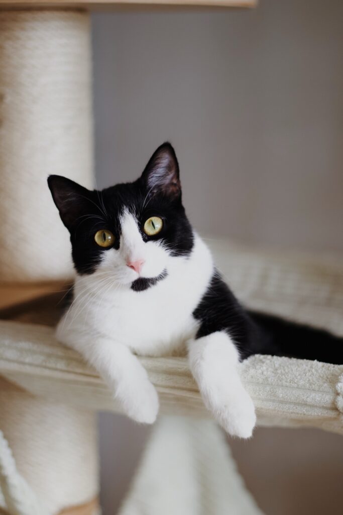 Czarno biała kotka Saphira siedzi na drapaku Rufi. Ma przednie łapki oparte o hamak drapaka i patrzy się prosto w obiektyw.