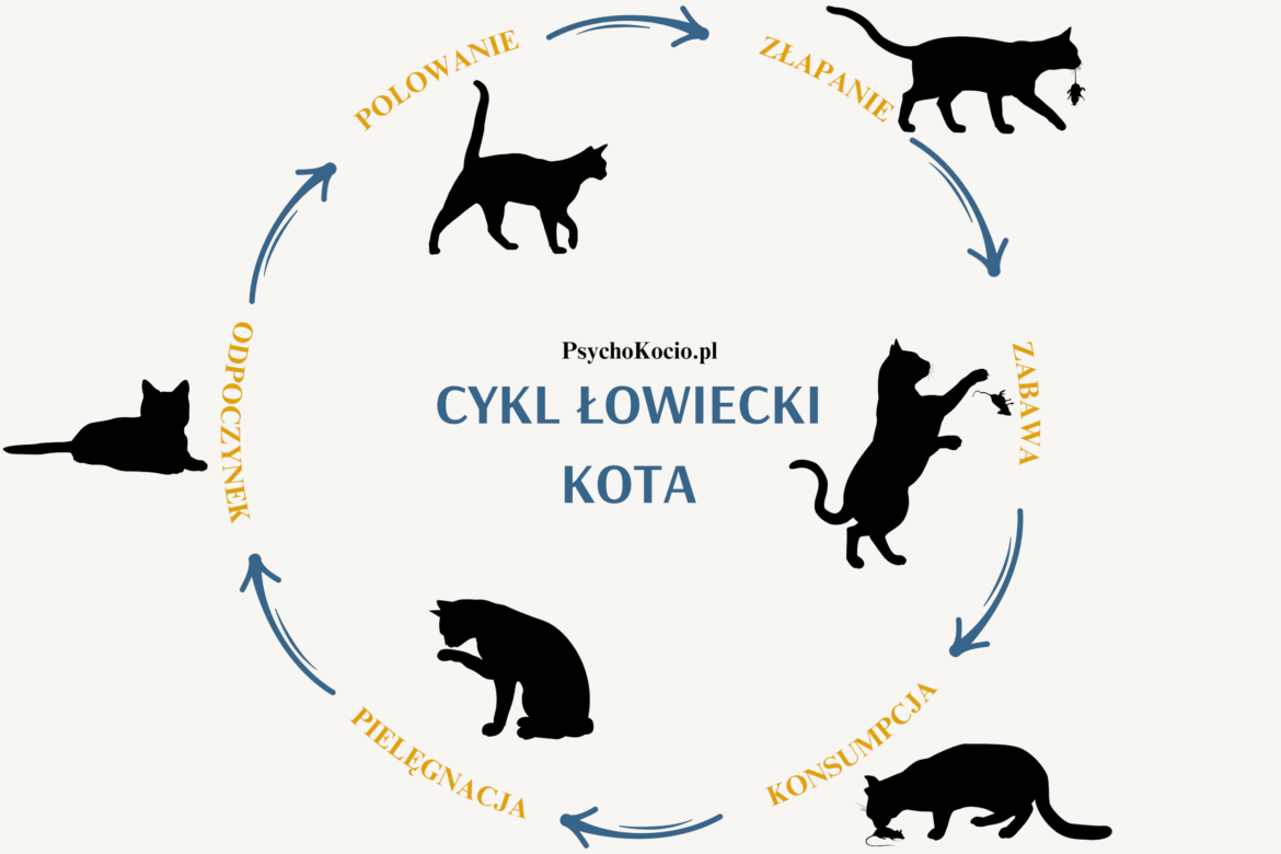 Cykl łowiecki kota – wszystko co musisz o nim wiedzieć!