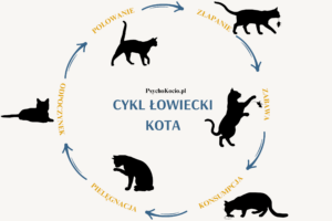 Cykl łowiecki kota z obrazkami kotów. Etapy: polowanie, złapanie, zabawa, konsumpcja, pielęgnacja, odpoczynek.