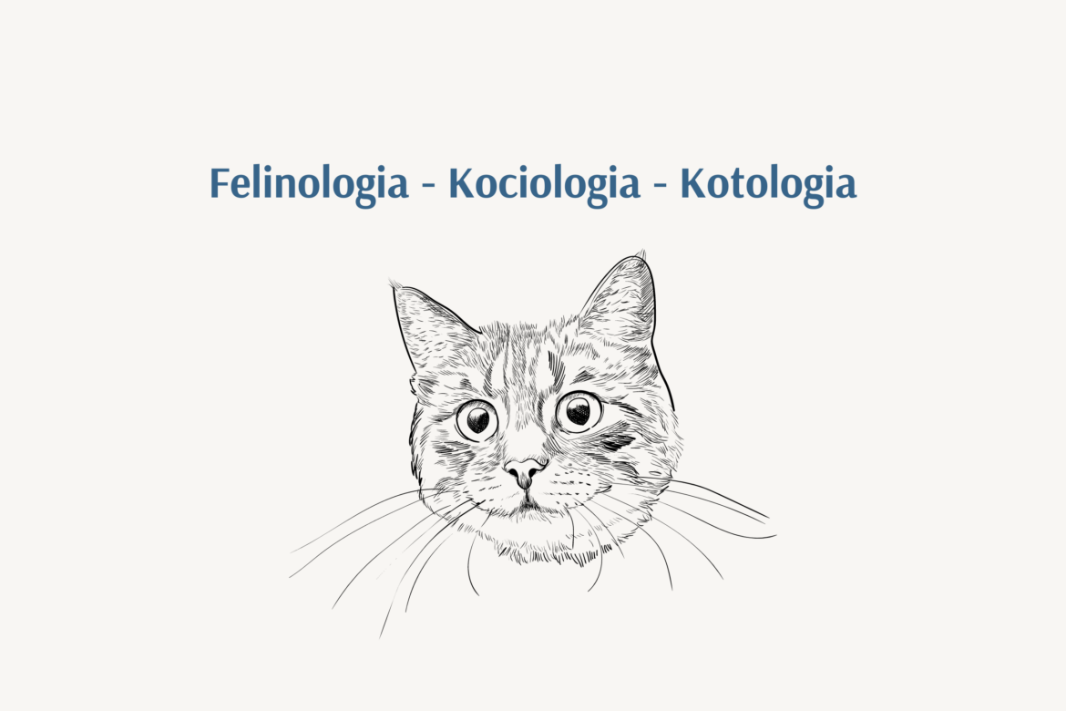 Felinologia a kociologia. Odkryj zagadnienia z kociego świata!