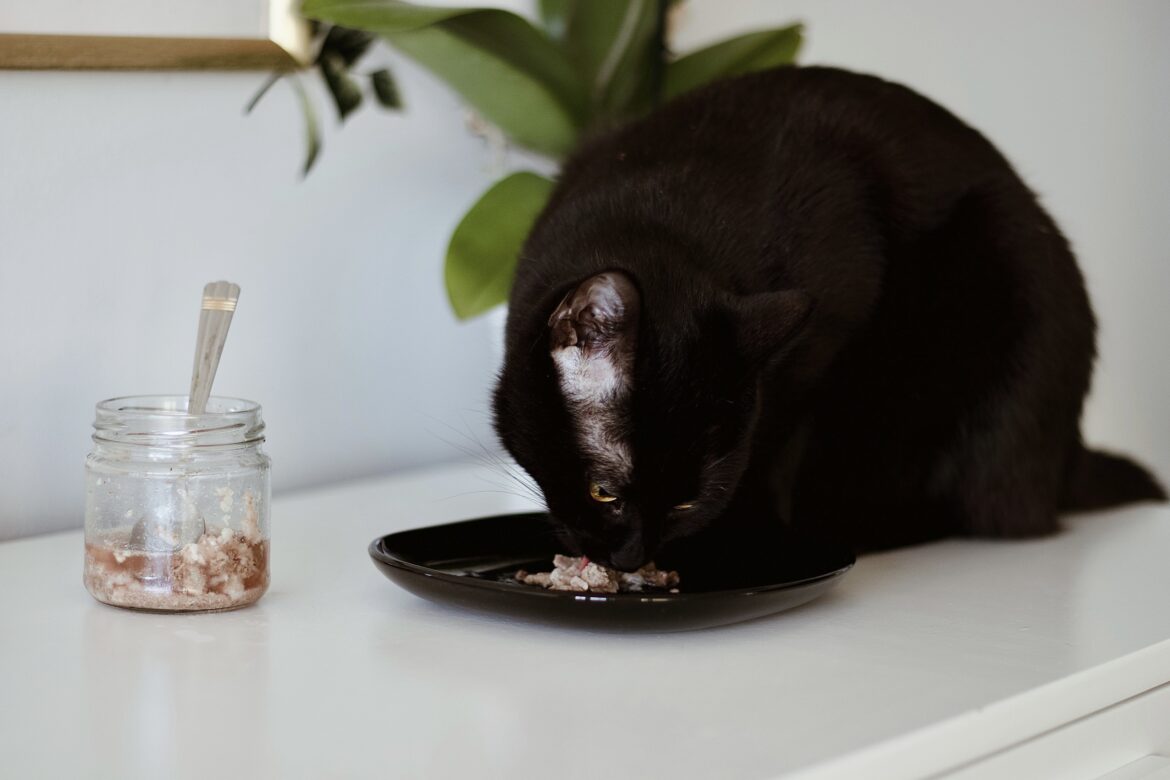 Czarny kot Betelgeza je mięsny posiłek z surowego mięsa. Obok stoi słoiczek z BARFem. Kocia dietetyka PsychoKocio.