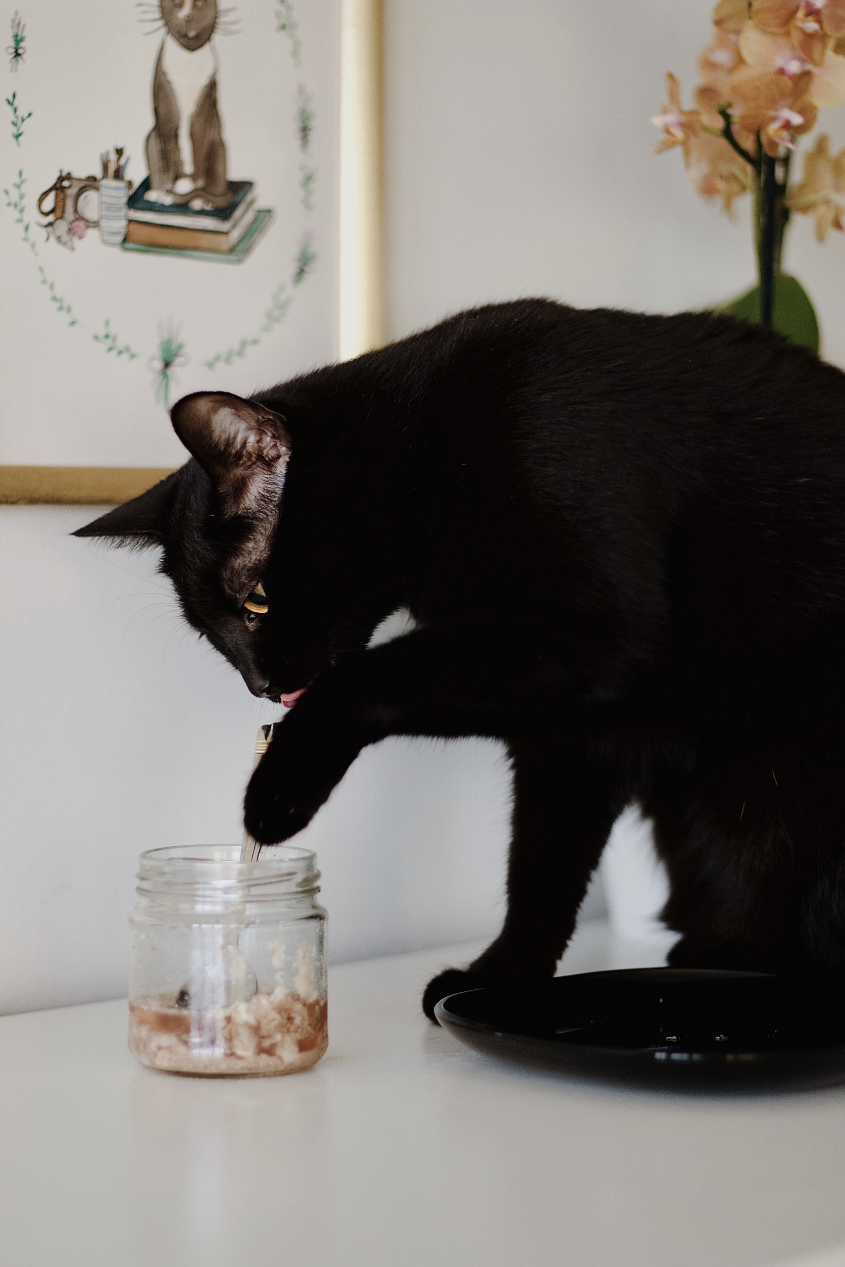 Czarna kotka Betelgeza oblizuje się i wkłada łapkę do słoiczka z surowym mięsem - mieszanką BARF.