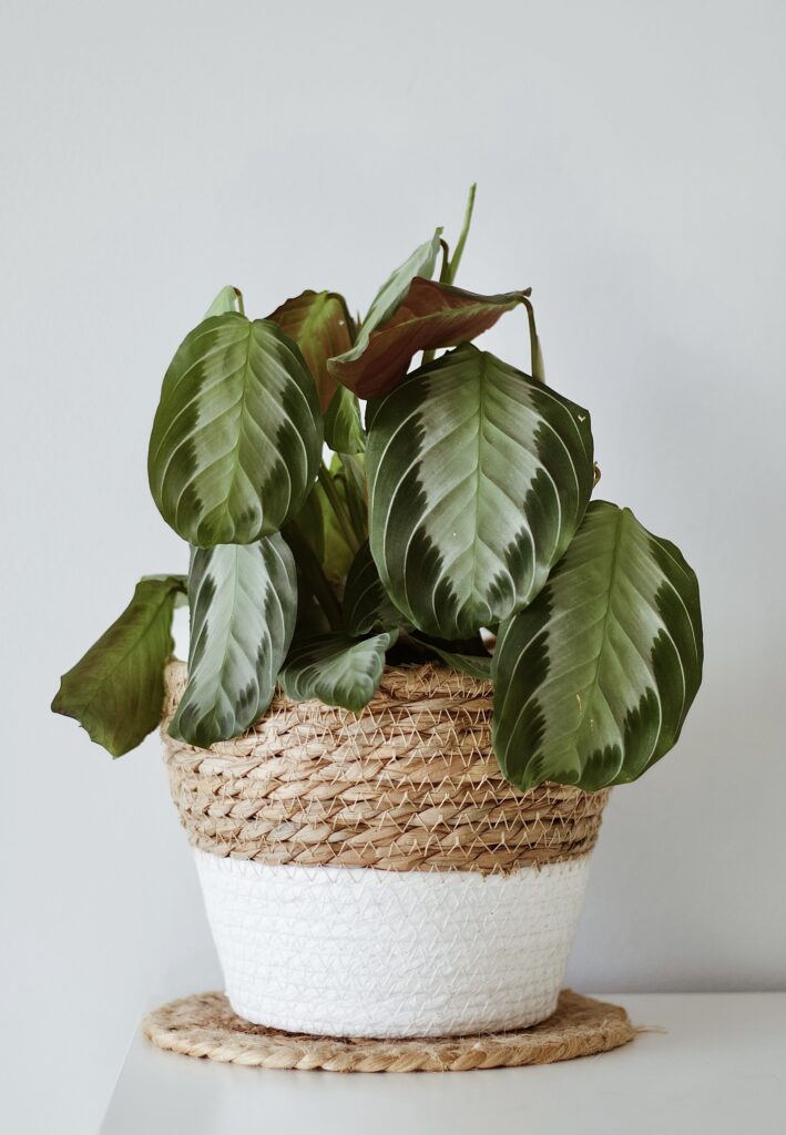 Maranta silver grey w doniczce plecionej.