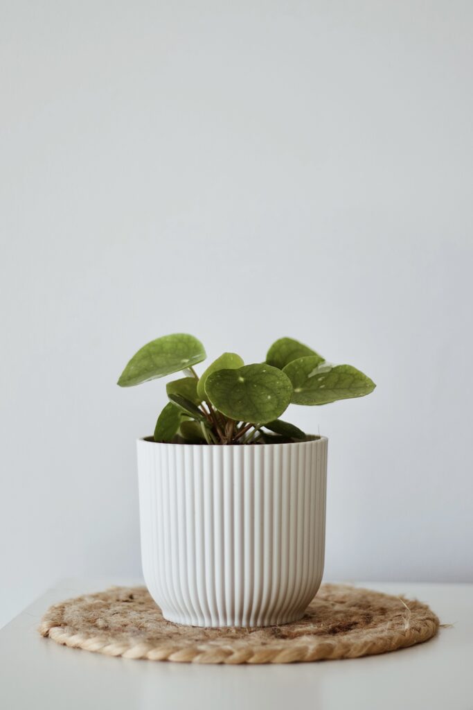 Pilea white splash w białej doniczce.