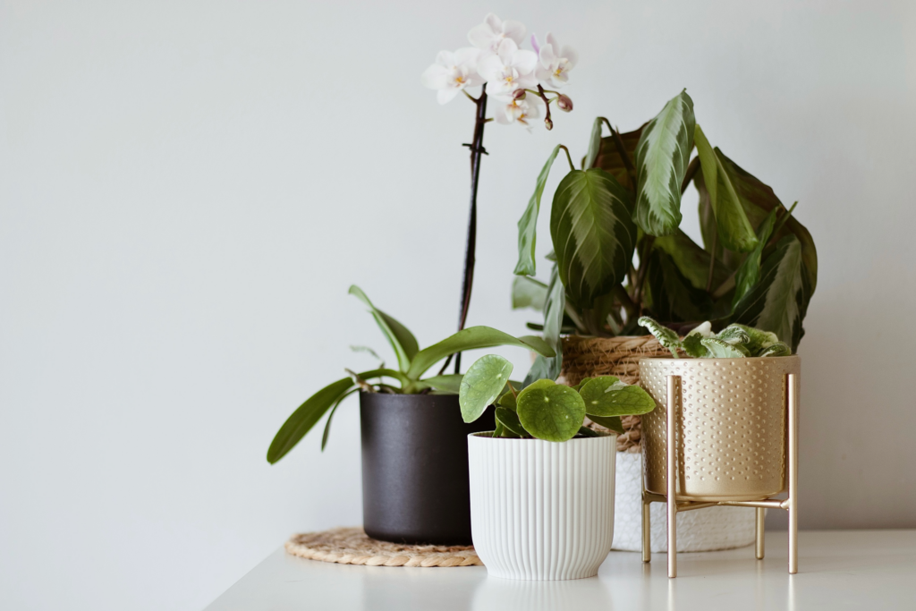 Na zdjęciu ustawione są storczyk o białych kwiatach, maranta silver band, fiołki afrykańskie oraz pilea white splash.