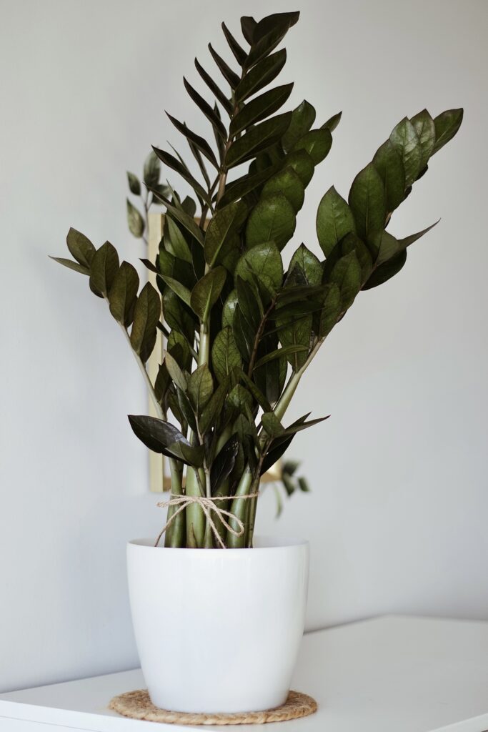 Zamioculcas Supernowa o pięknym, ciemnozielonym wybarwieniu.