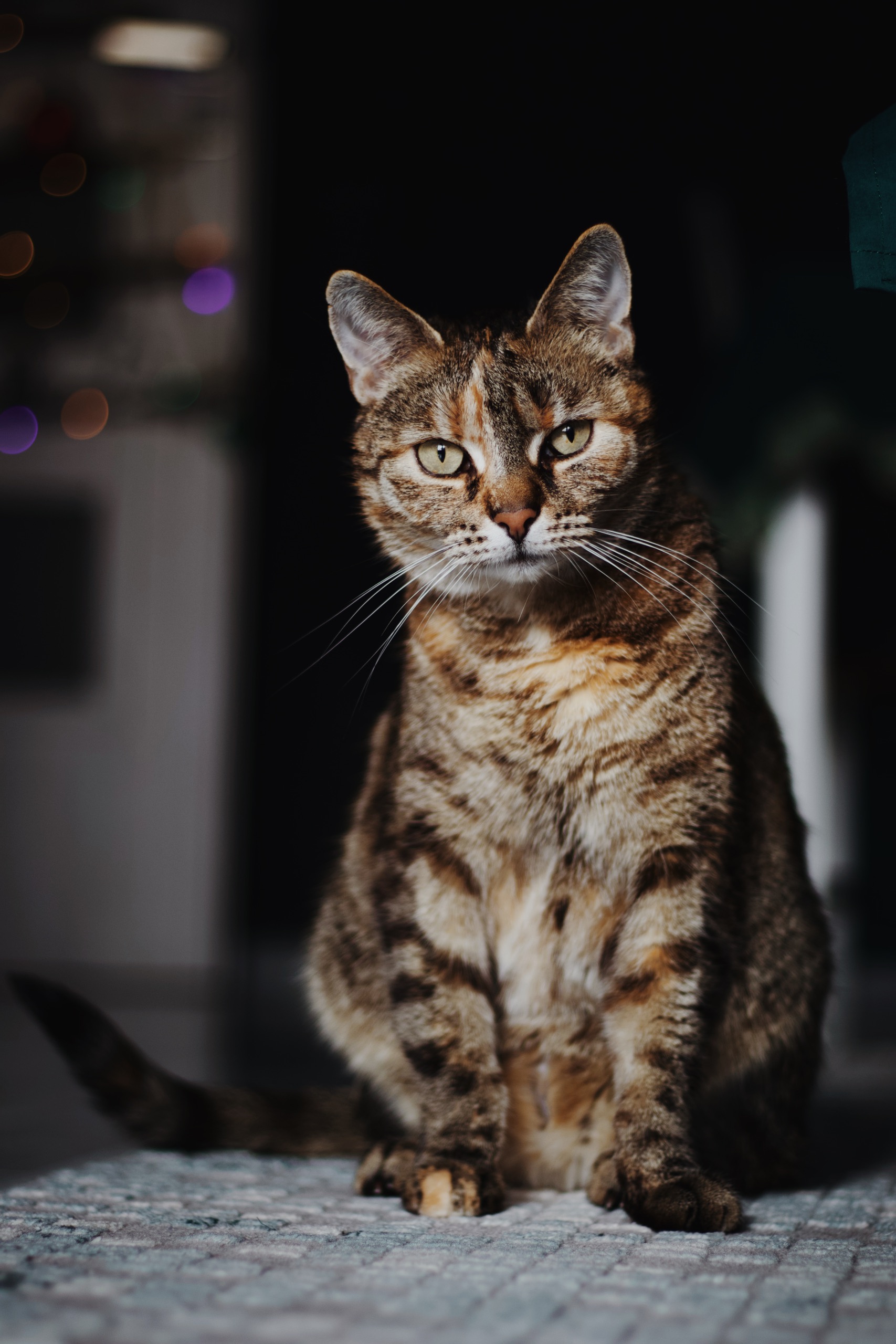 kotka Parsenta patrząca się wprost w obiektyw.