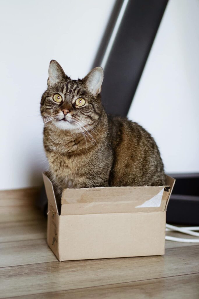 Kotka Rysia siedzi w pudełku.
