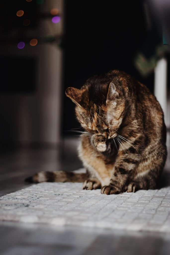 Kotka Parsenta myje łapką swój pyszczek.