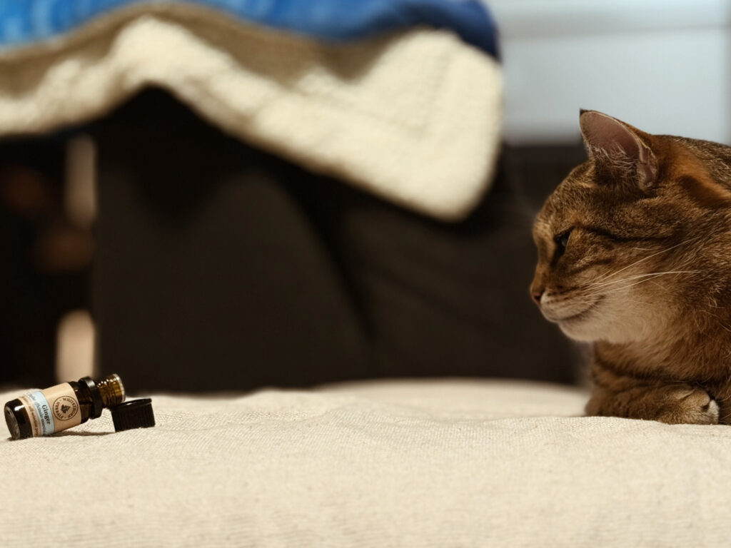 Kot w czasie zoofarmakognozji stosowanej – konsultacje PsychoKocio Kraków i online, catsitting