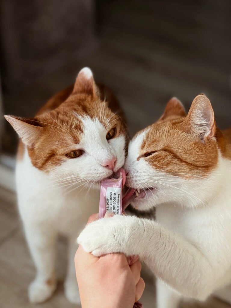 Dwa koty podczas jedzenia pasty z saszetki – catsitting PsychoKocio Kraków