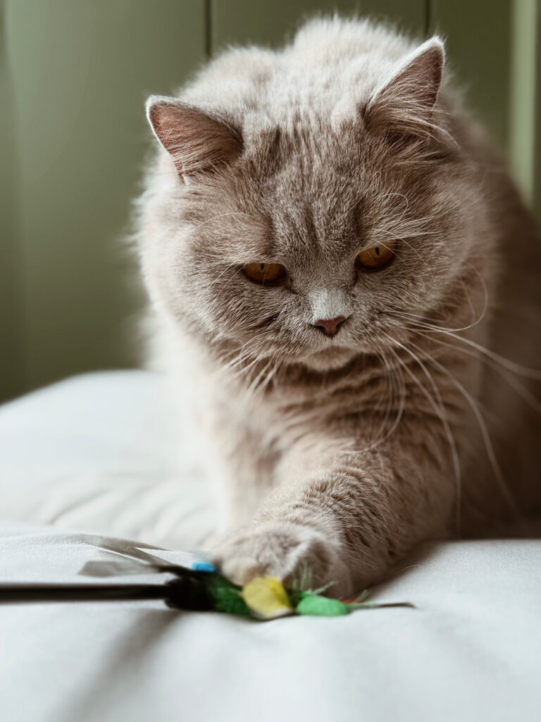 Kot podczas zabawy w polowanie – stymulacja sensoryczna, behawiorysta kotów Kraków, catsitter