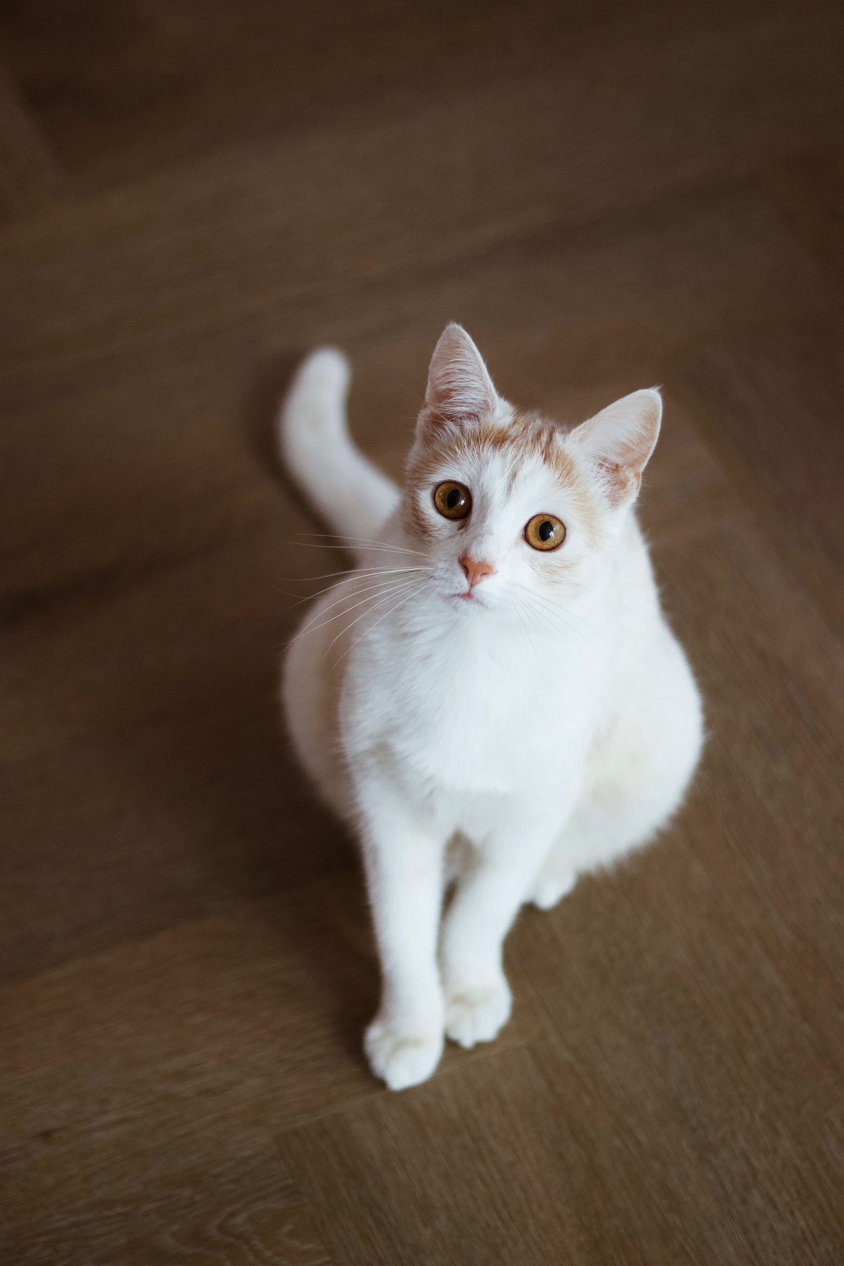 Biszkoptowa kotka patrząca w obiektyw – fotografia kocia Kraków, PsychoKocio