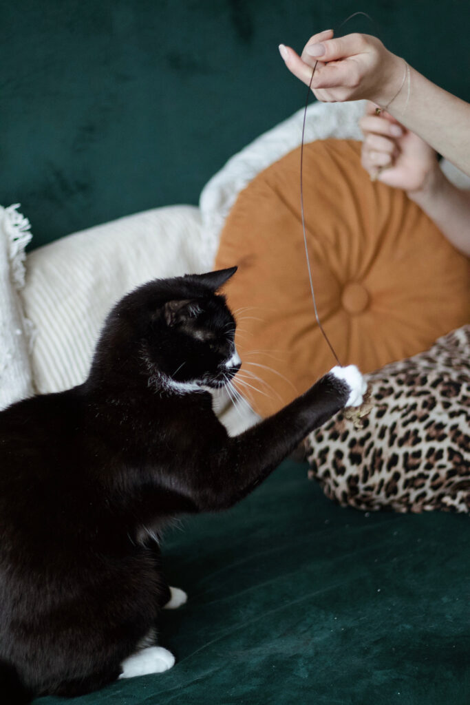 Zabawa kota wędką – sesja stymulacyjna, felinoterapia PsychoKocio