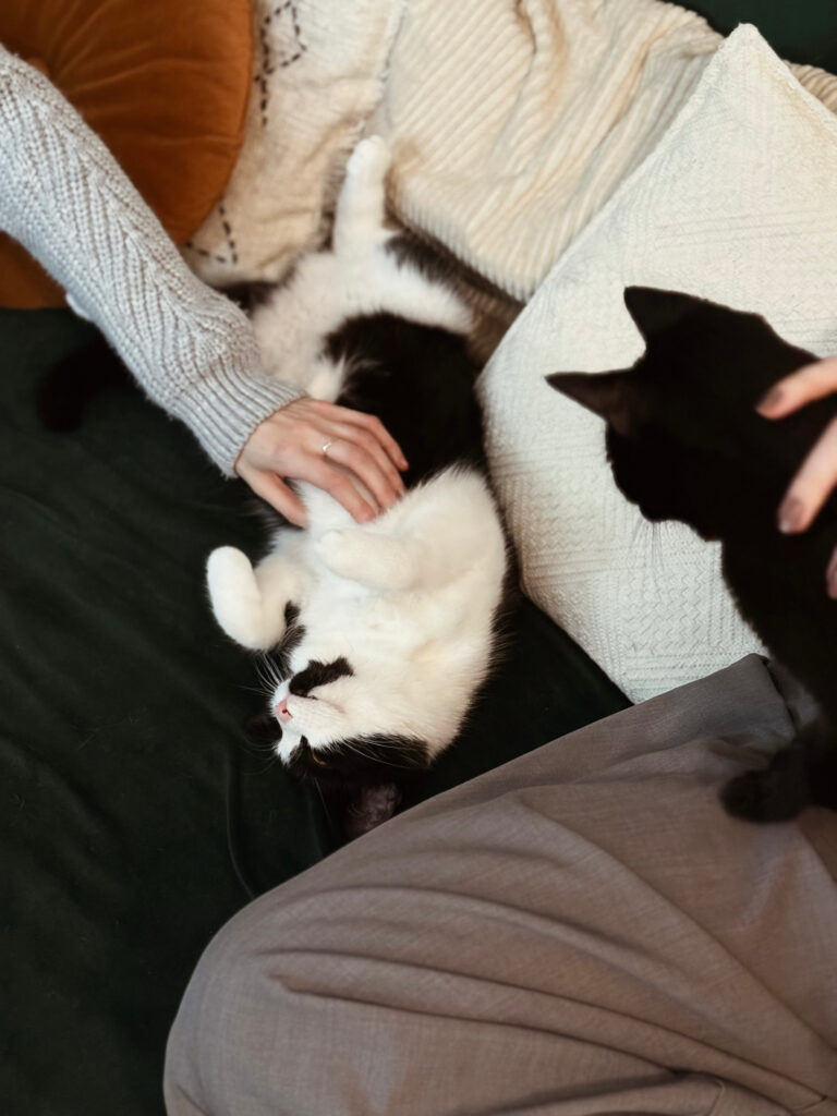 Koty odpoczywające w czasie felinoterapii – obserwacja kocich reakcji i nawiązywanie relacji