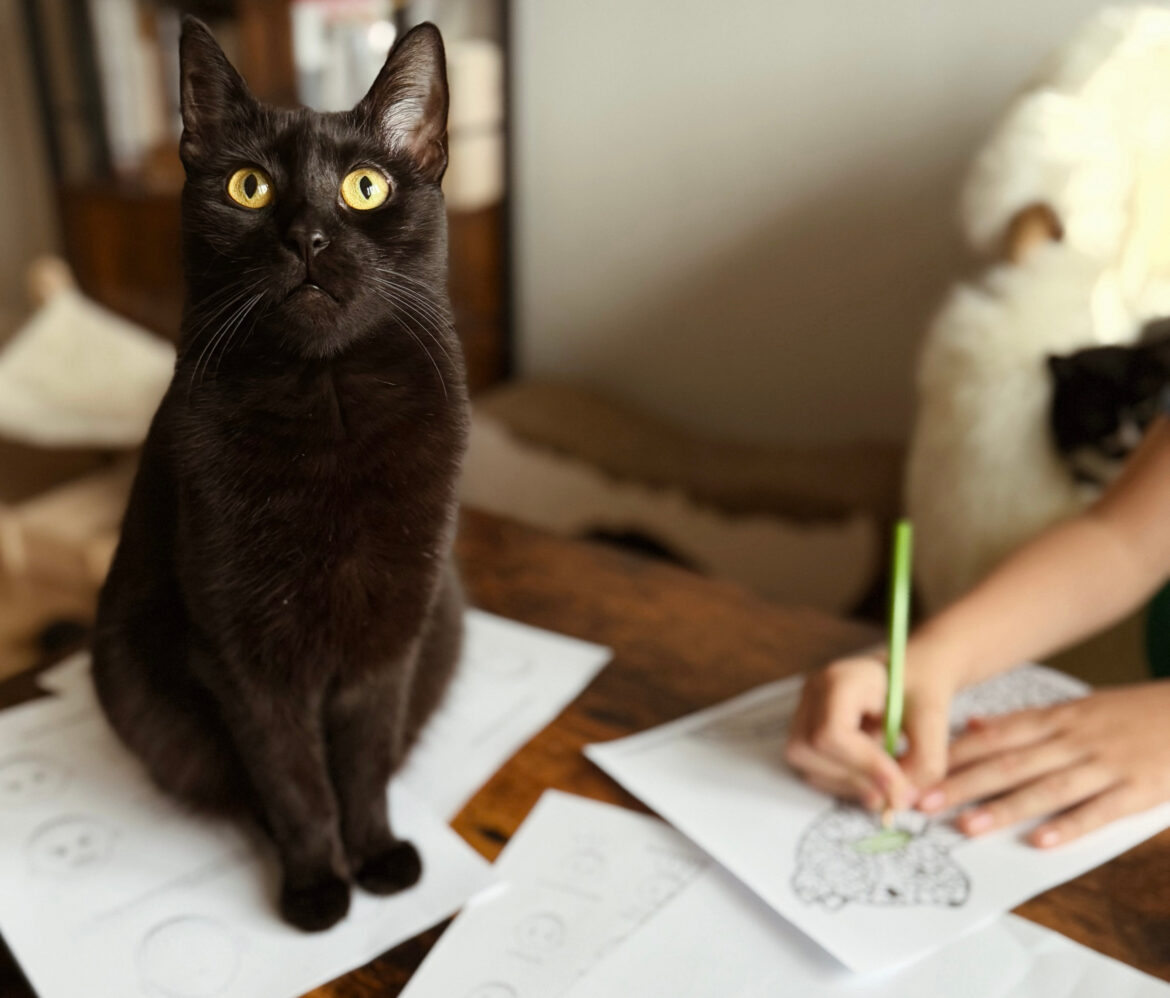 Felinoterapia dla dzieci – 5 korzyści dla rozwoju.