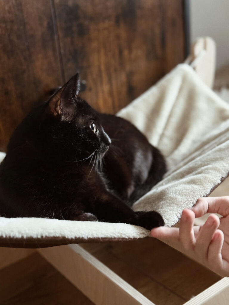 Delikatna dłoń dziecka nawiązuje kontakt z łapką kota, co symbolizuje budowanie zaufania i empatii podczas sesji felinoterapii dla dzieci.