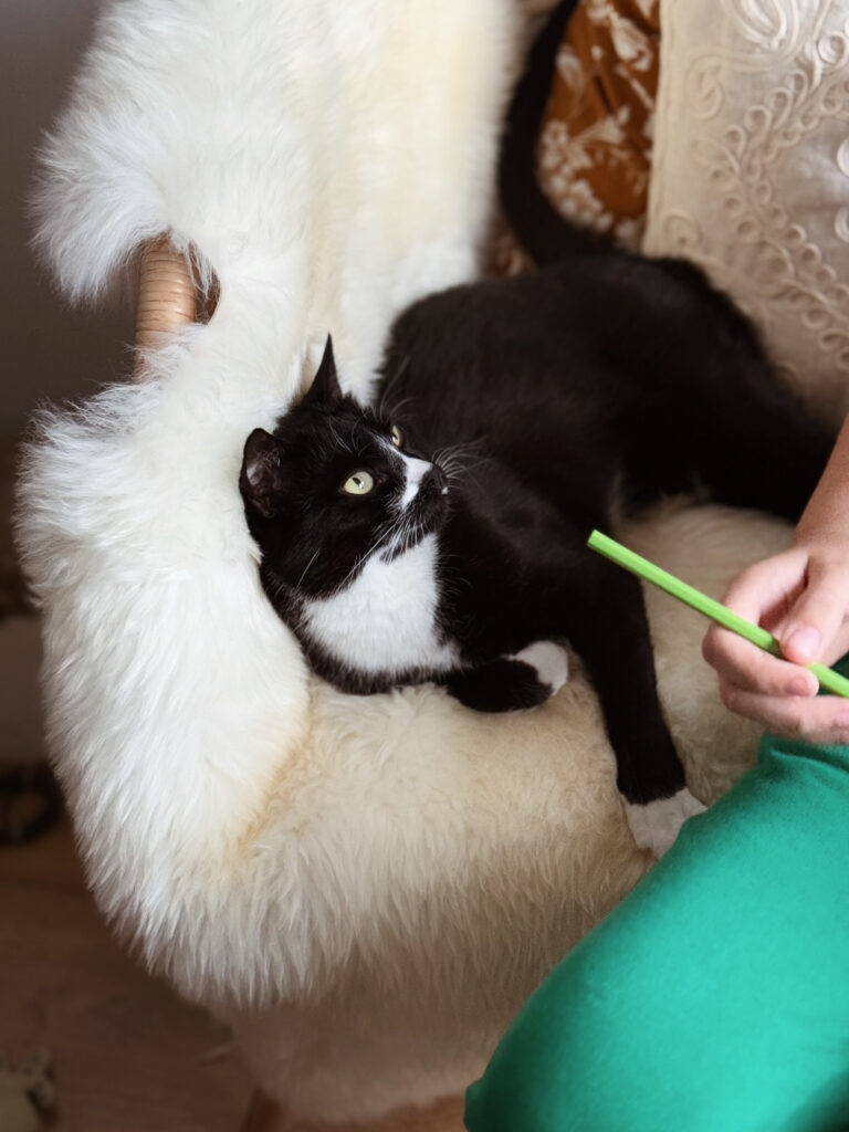 Kot terapeutyczny Chloe podczas sesji felinoterapii dla dzieci w Krakowie, z zaciekawieniem patrzący na dziecko.