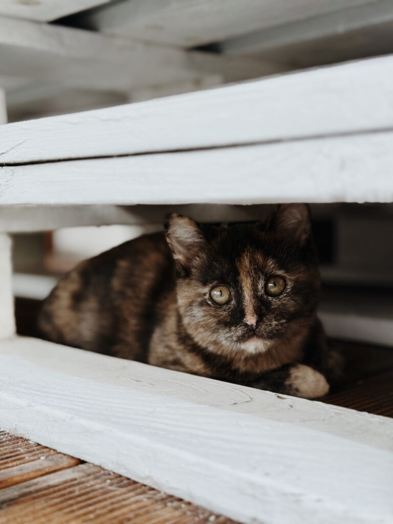 felinoterapia kot andromeda